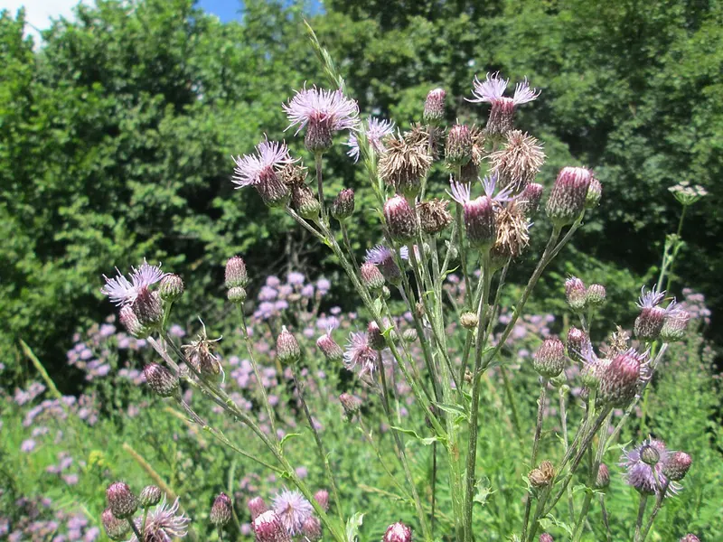 Canada Thistle (Cirsium arvense): flowering patch