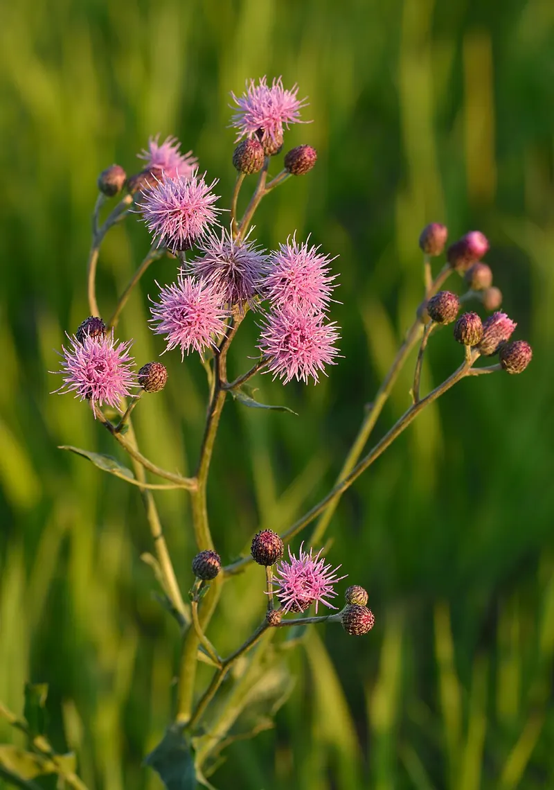 Canada Thistle (Cirsium arvense): flower heads