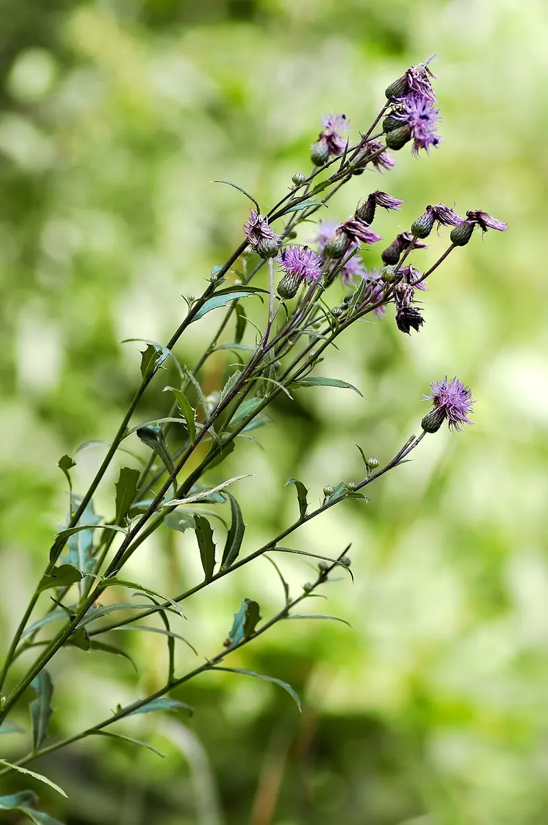 Canada Thistle (Cirsium arvense): branching stems