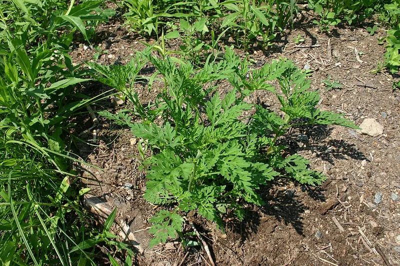 Common Ragweed (Ambrosia artemisiifolia): young plants with divided leaves
