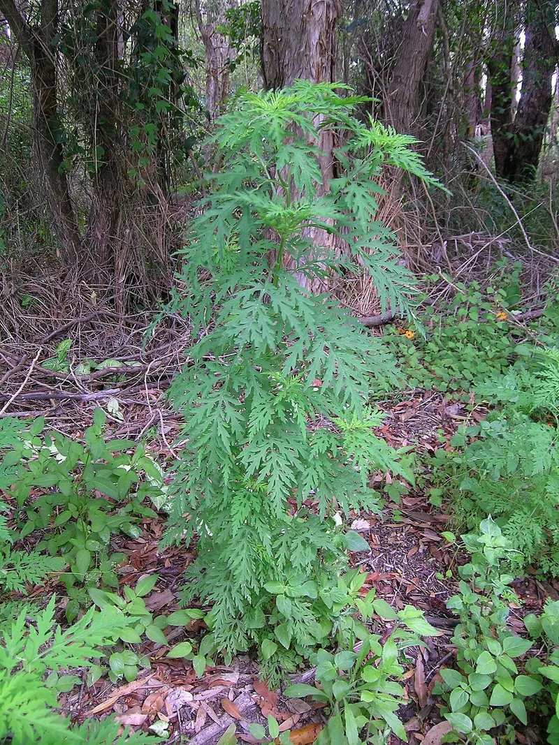 Common Ragweed (Ambrosia artemisiifolia): mature plant