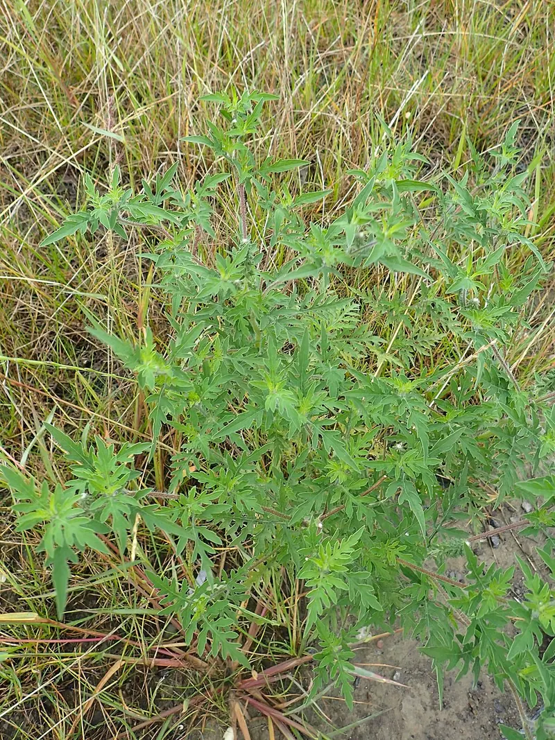 Common Ragweed (Ambrosia artemisiifolia): patch