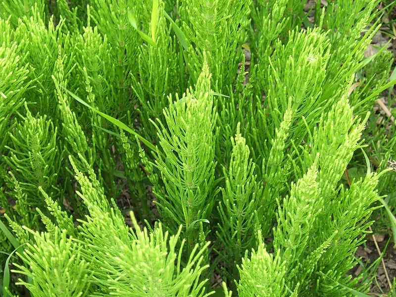 Field Horsetail (Equisetum arvense): green sterile stems