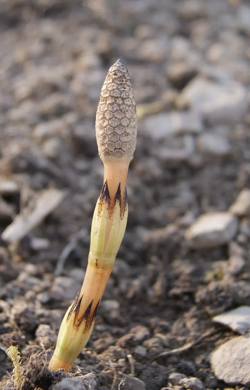 Field Horsetail (Equisetum arvense): fertile spore stem