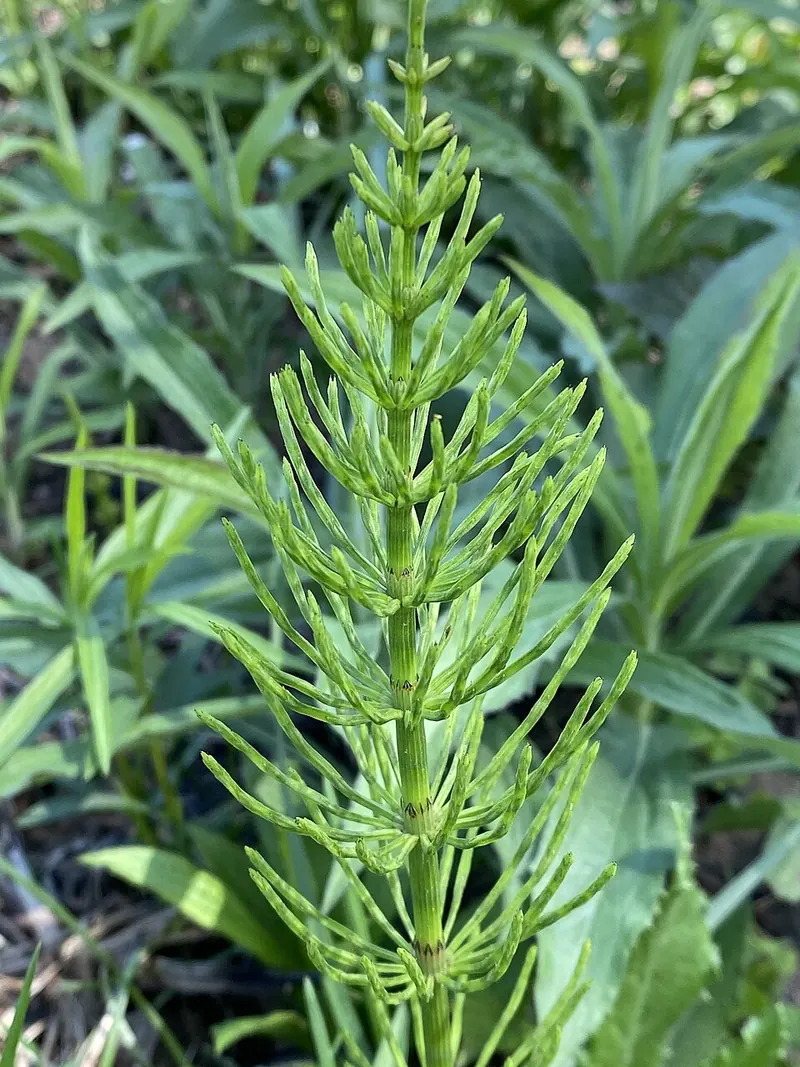 Field Horsetail (Equisetum arvense): stems close-up