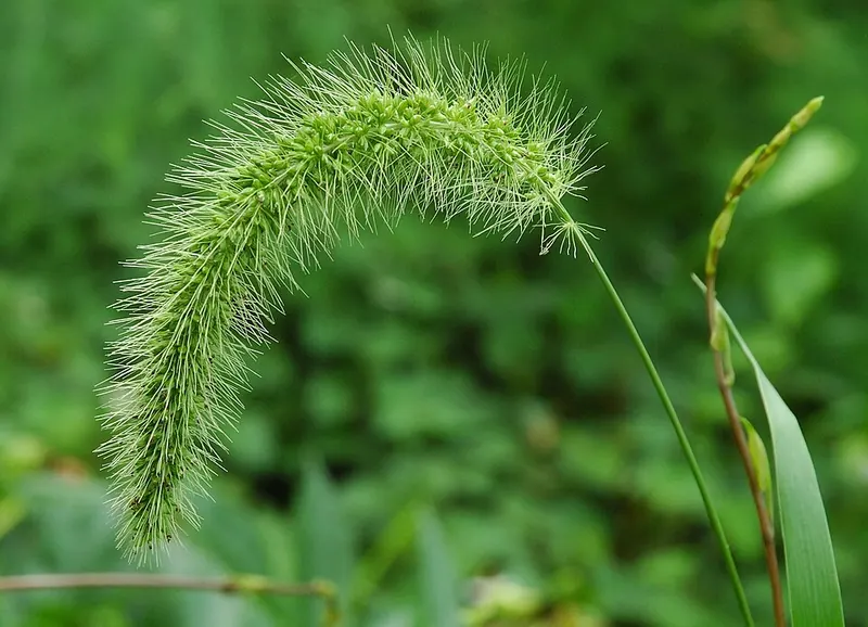 Foxtails (Setaria spp.): nodding seed head