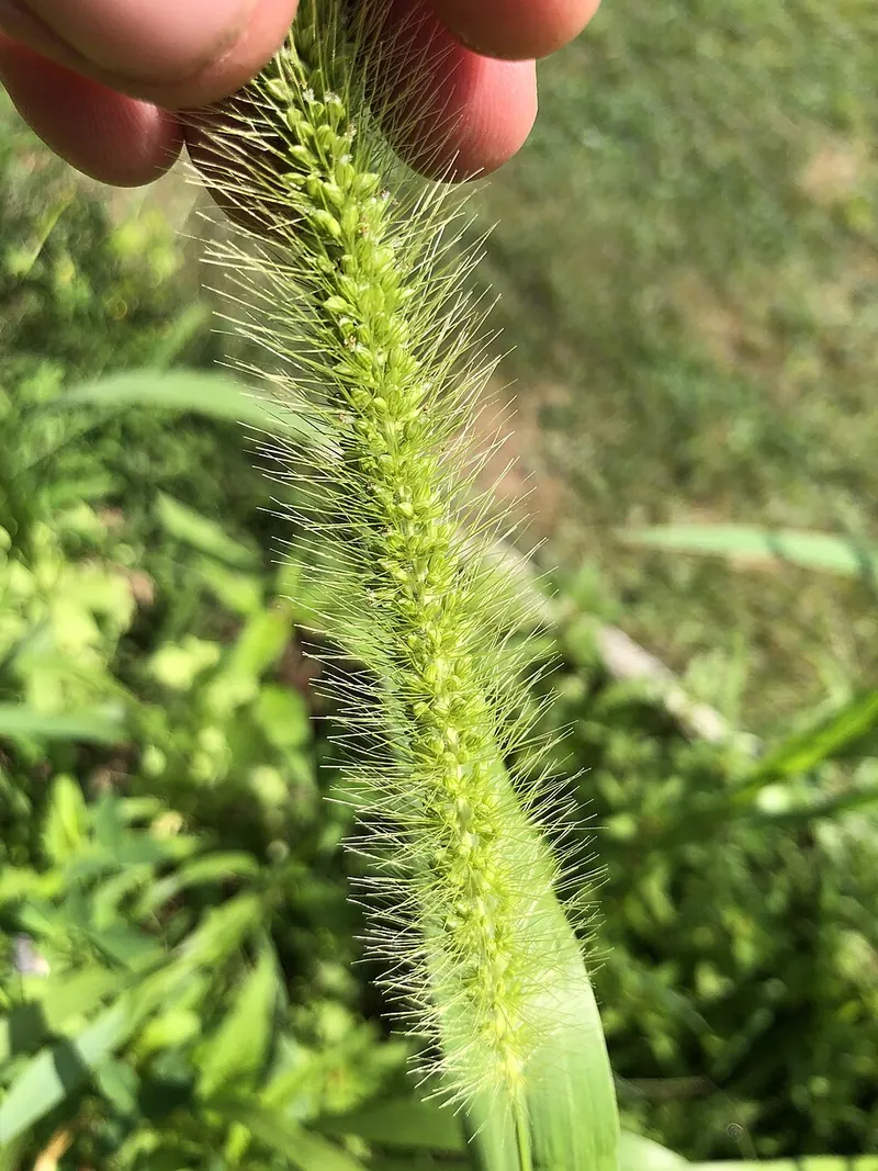 Foxtails (Setaria spp.): seed head close-up