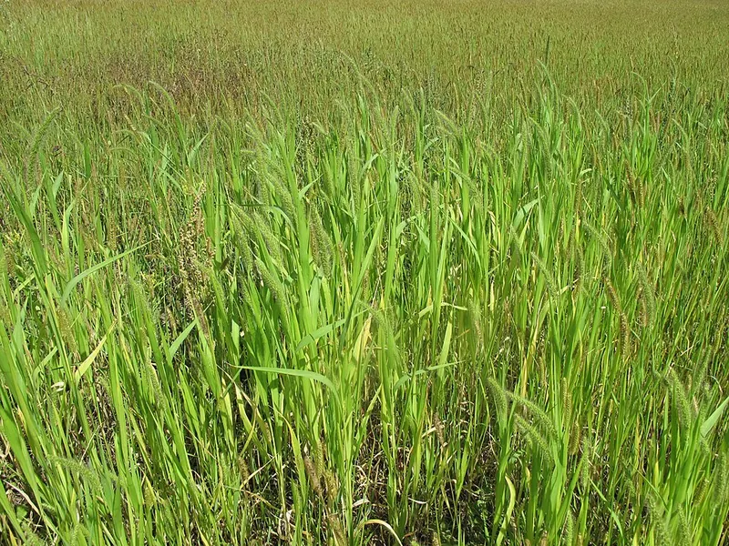 Foxtails (Setaria spp.): dense stand