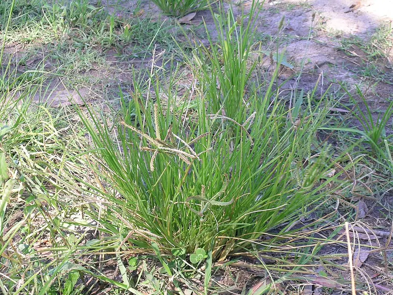 Goosegrass (Eleusine indica): tufted plant