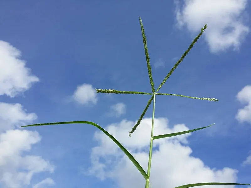 Goosegrass (Eleusine indica): zipper-like seed heads