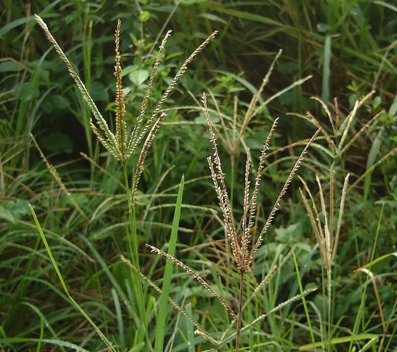 Goosegrass (Eleusine indica): plants with seed heads