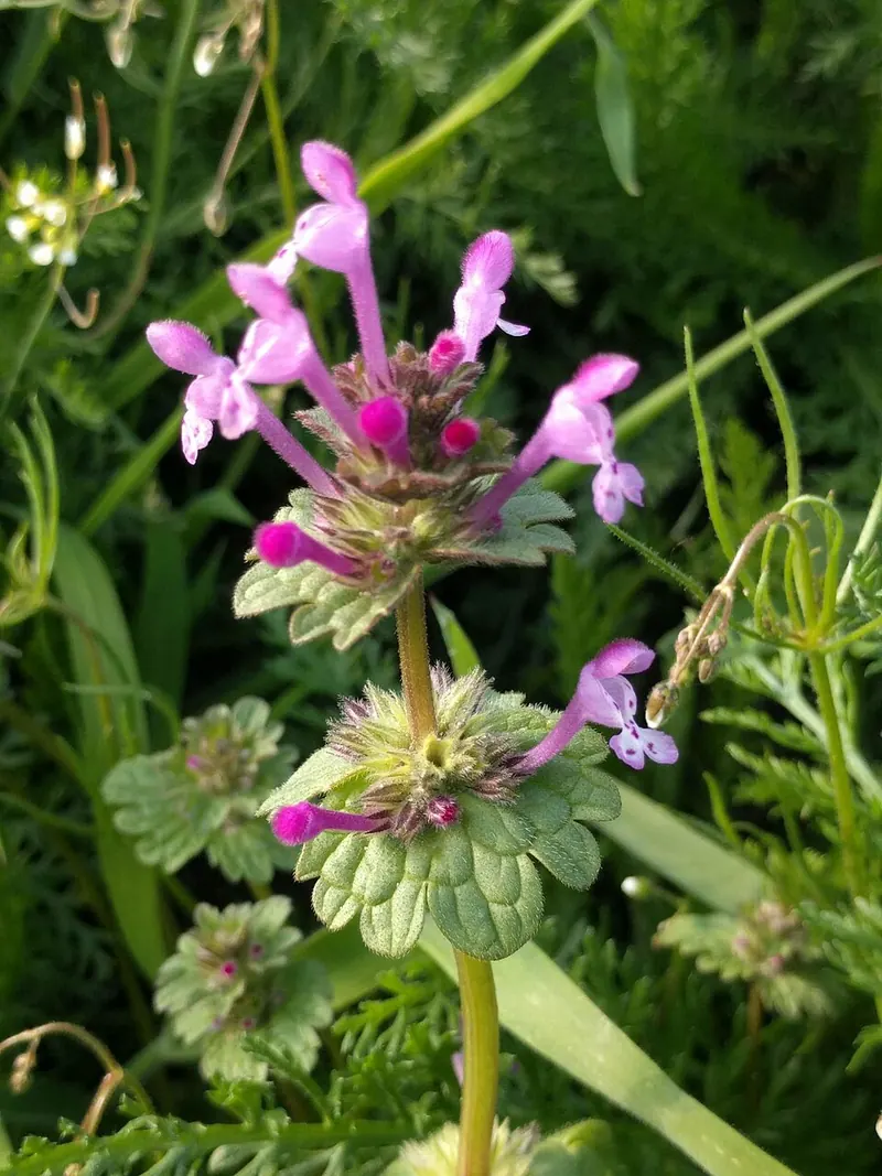Henbit (Lamium amplexicaule): flowering plants