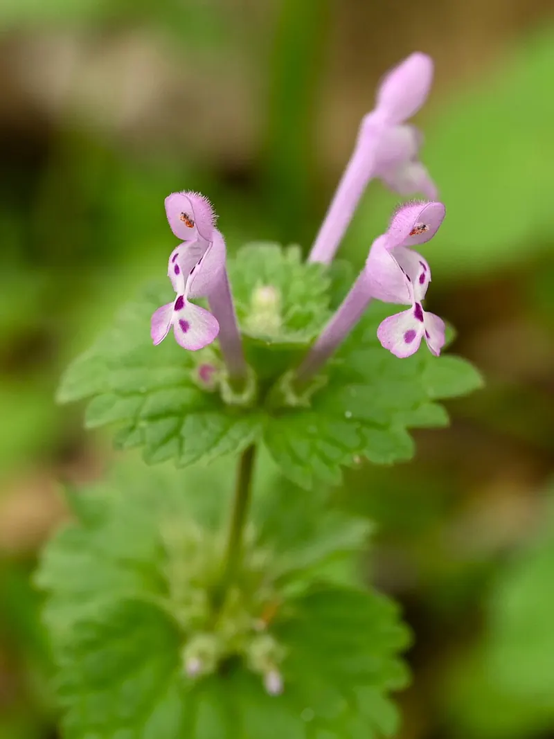 Henbit (Lamium amplexicaule): flower and clasping leaves