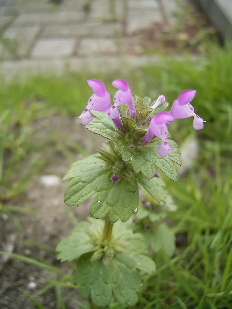 Henbit (Lamium amplexicaule): plant in a lawn edge