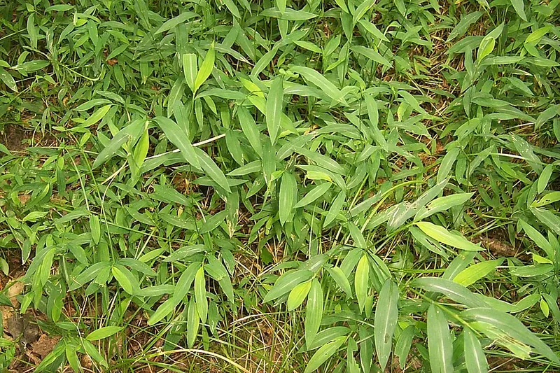 Japanese Stiltgrass (Microstegium vimineum): dense stand