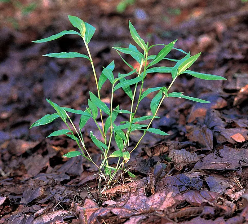 Japanese Stiltgrass (Microstegium vimineum): young plant