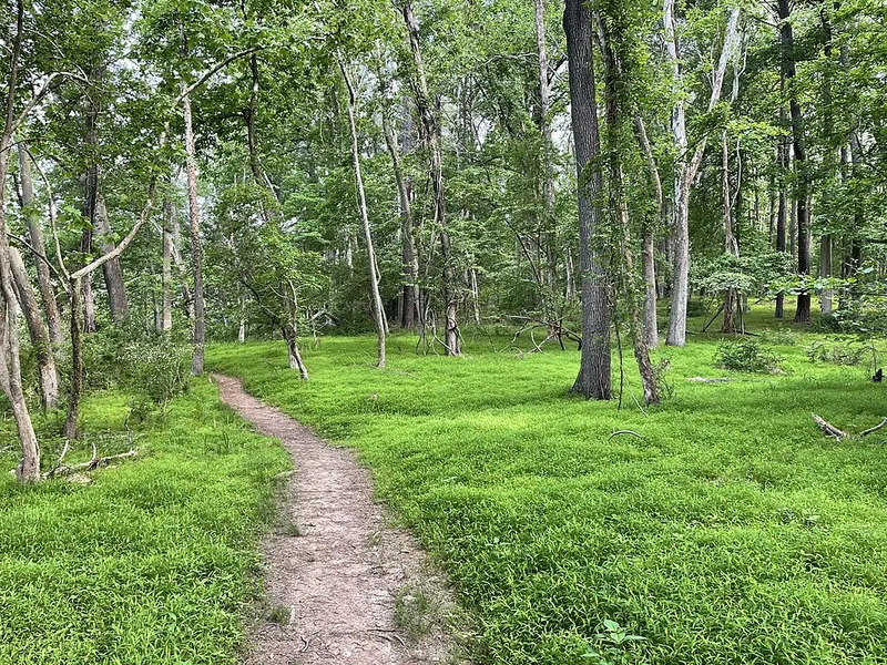 Japanese Stiltgrass (Microstegium vimineum): stand lining a woodland trail