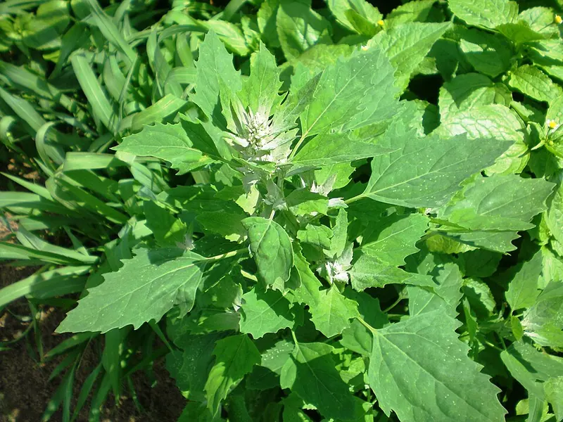 Common Lambsquarters (Chenopodium album): young plant with mealy leaf tips