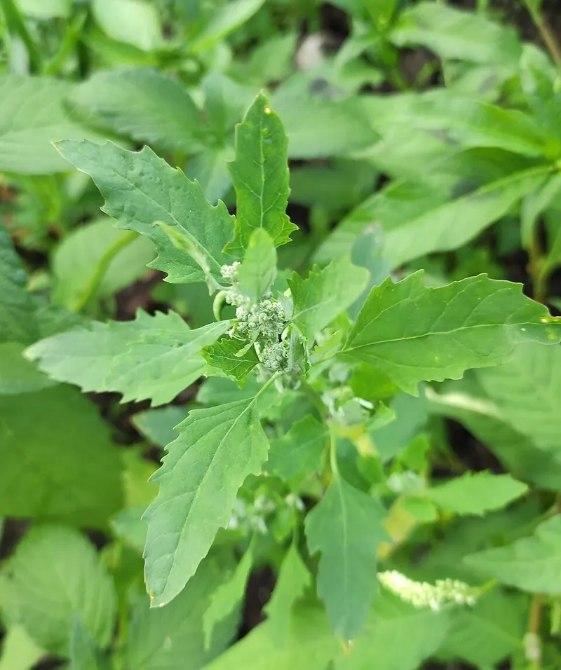 Common Lambsquarters (Chenopodium album): leaves close-up