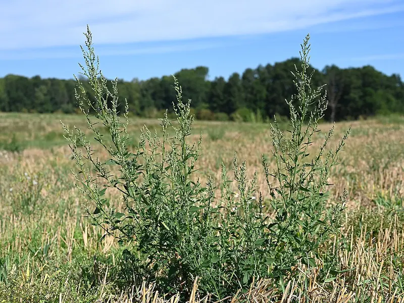 Common Lambsquarters (Chenopodium album): mature plants in a field