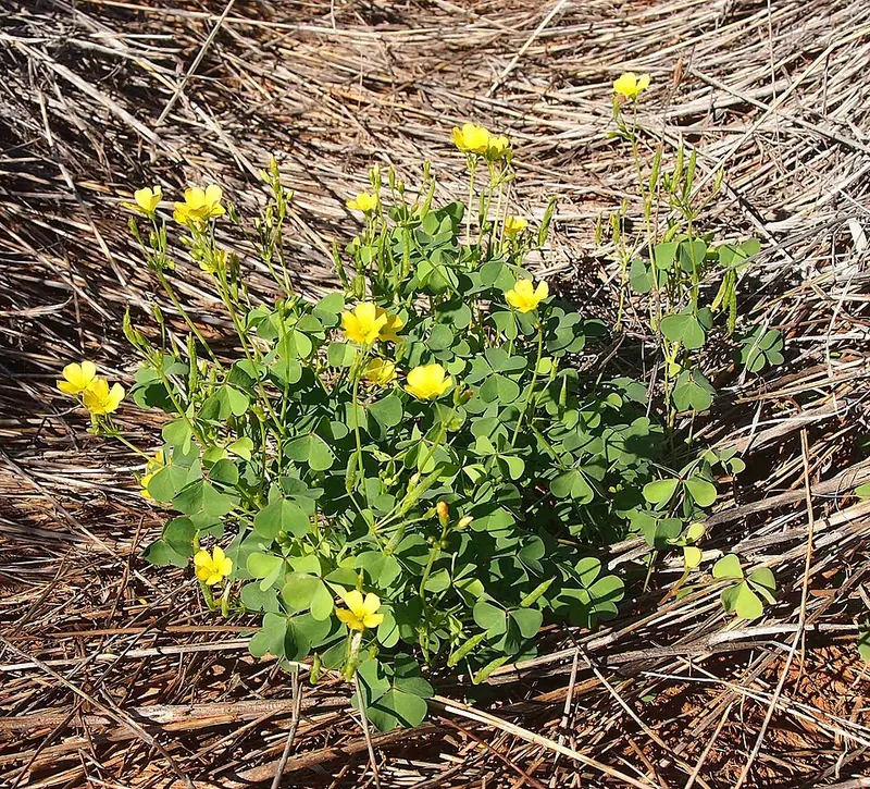 Yellow Woodsorrel (Oxalis stricta): clump with yellow flowers