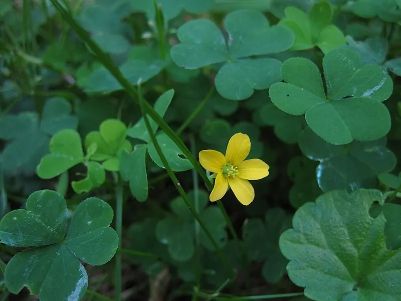 Yellow Woodsorrel (Oxalis stricta): clover-like leaves and flower