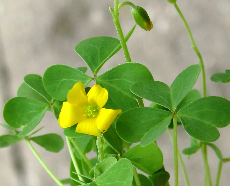 Yellow Woodsorrel (Oxalis stricta): flower and seed pods