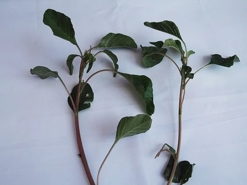 Pigweeds & Palmer Amaranth (Amaranthus spp. (incl. A. palmeri)): Palmer amaranth stems and long-petioled leaves