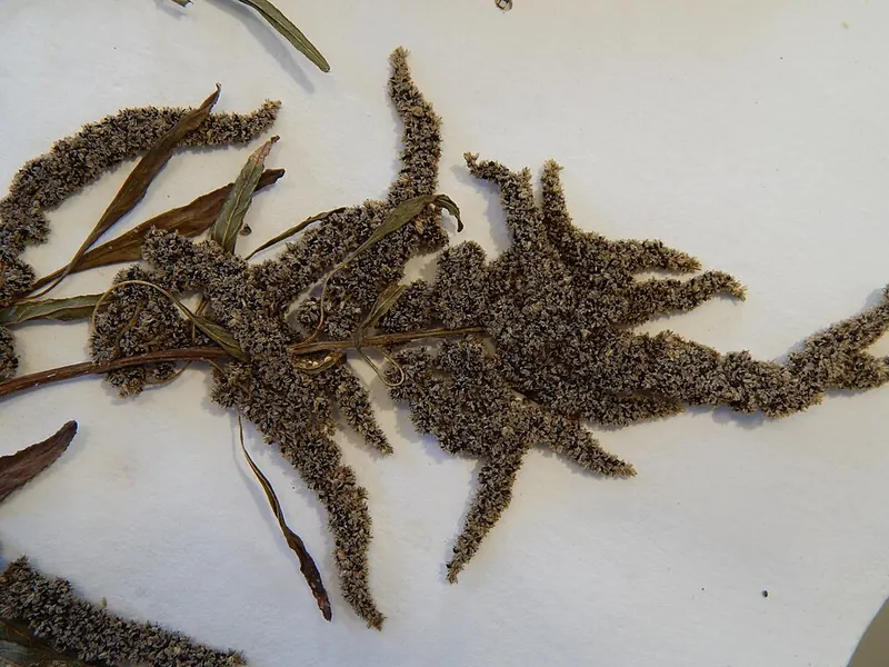 Pigweeds & Palmer Amaranth (Amaranthus spp. (incl. A. palmeri)): long seed heads (pressed sample)