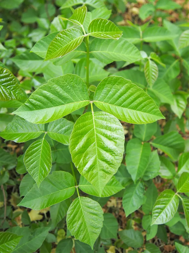 Poison Ivy (Toxicodendron radicans): leaves of three