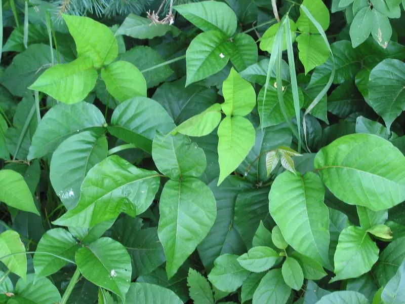 Poison Ivy (Toxicodendron radicans): ground cover of poison ivy
