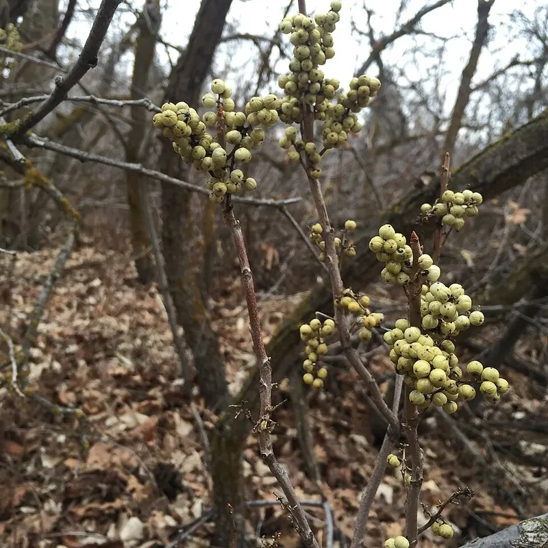 Poison Ivy (Toxicodendron radicans): winter berries