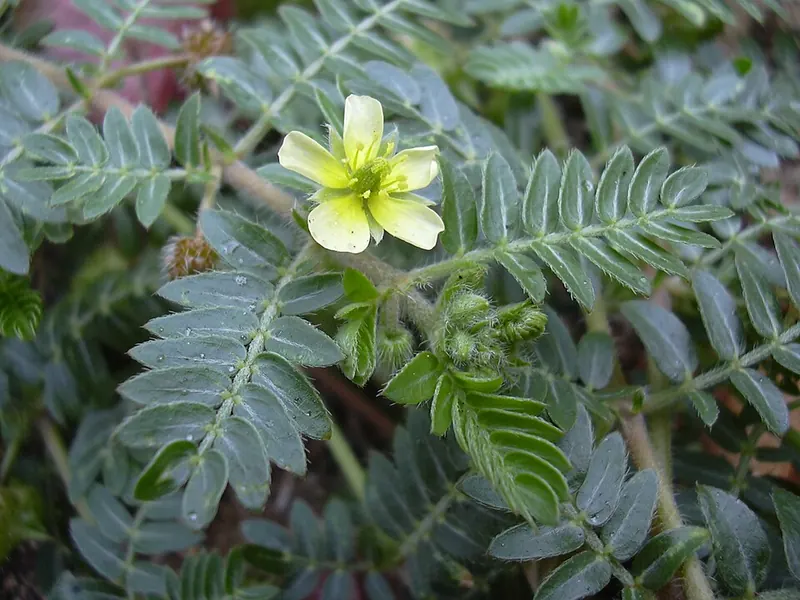 Puncturevine (Tribulus terrestris): leaves and flower