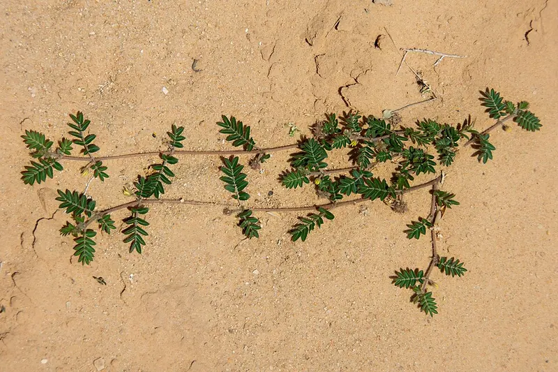 Puncturevine (Tribulus terrestris): prostrate stem on sand