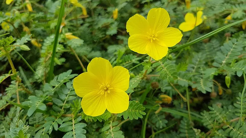 Puncturevine (Tribulus terrestris): yellow flowers