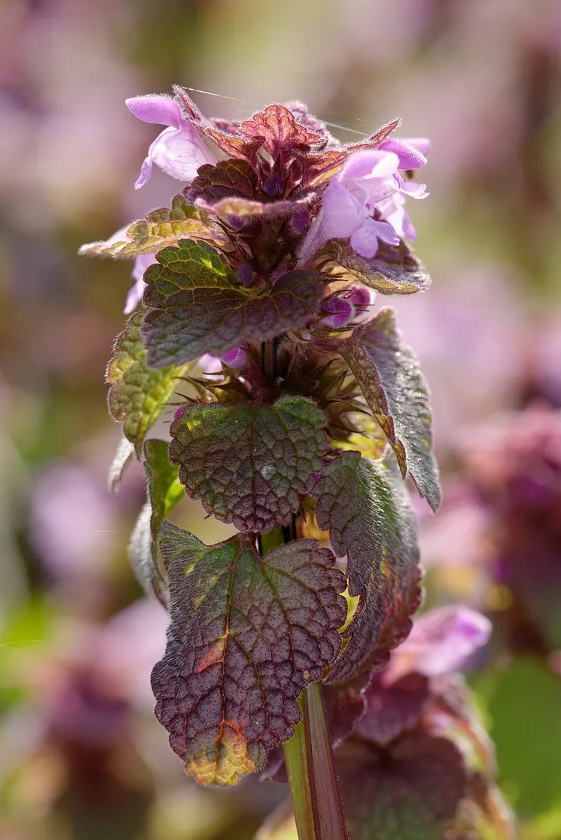 Purple Deadnettle (Lamium purpureum): purple-tinged upper leaves and flowers