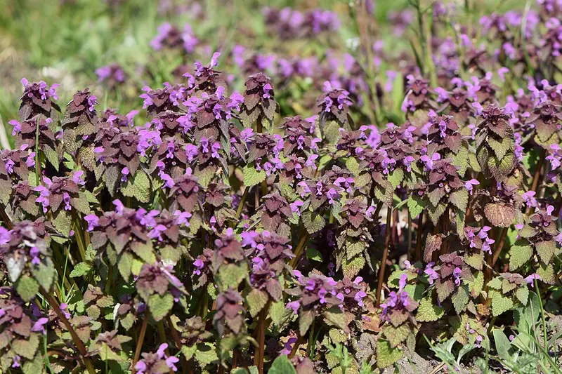 Purple Deadnettle (Lamium purpureum): spring patch in bloom