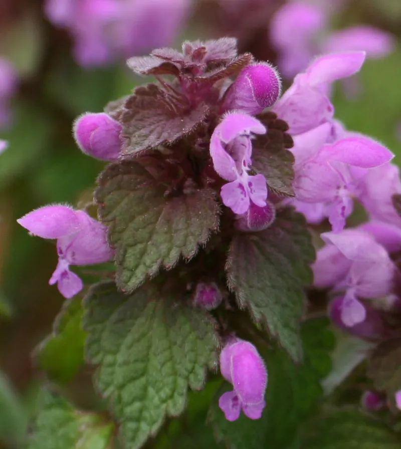 Purple Deadnettle (Lamium purpureum): close-up of flowers