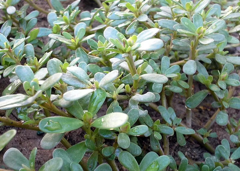 Common Purslane (Portulaca oleracea): succulent mat