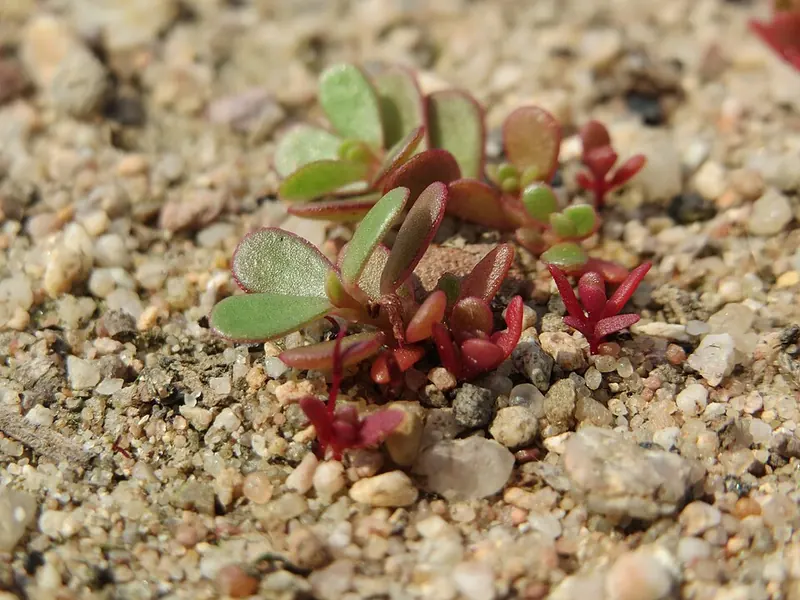 Common Purslane (Portulaca oleracea): young plant with reddish stems