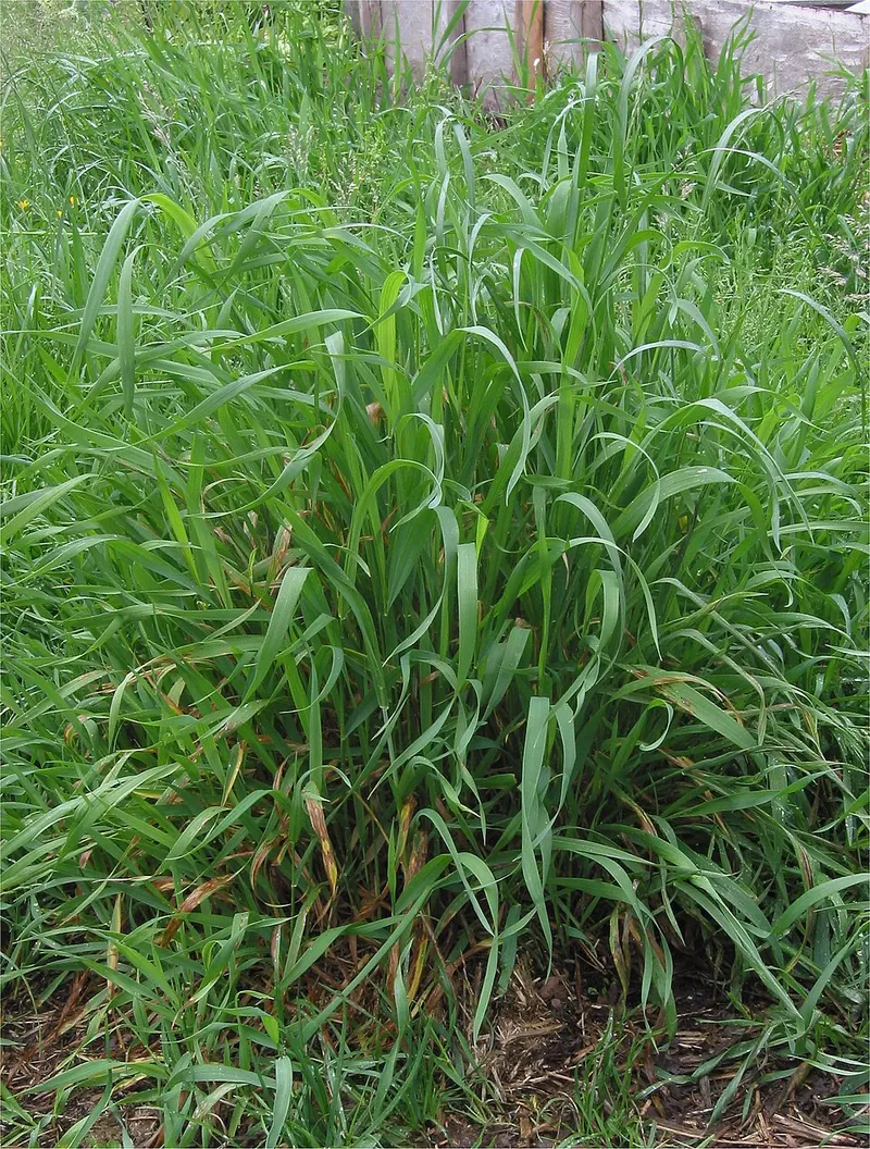 Quackgrass (Elymus repens): clump