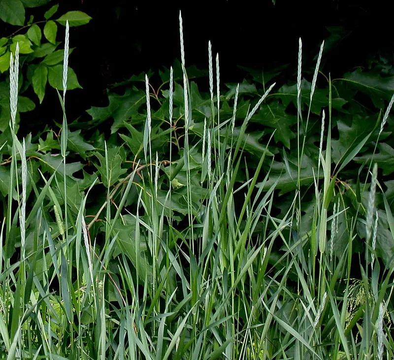 Quackgrass (Elymus repens): seed heads