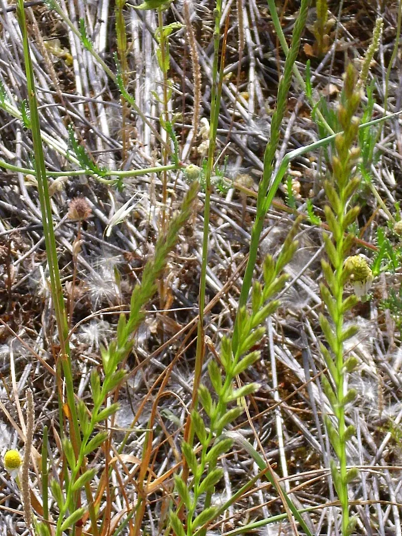 Quackgrass (Elymus repens): seed spike close-up
