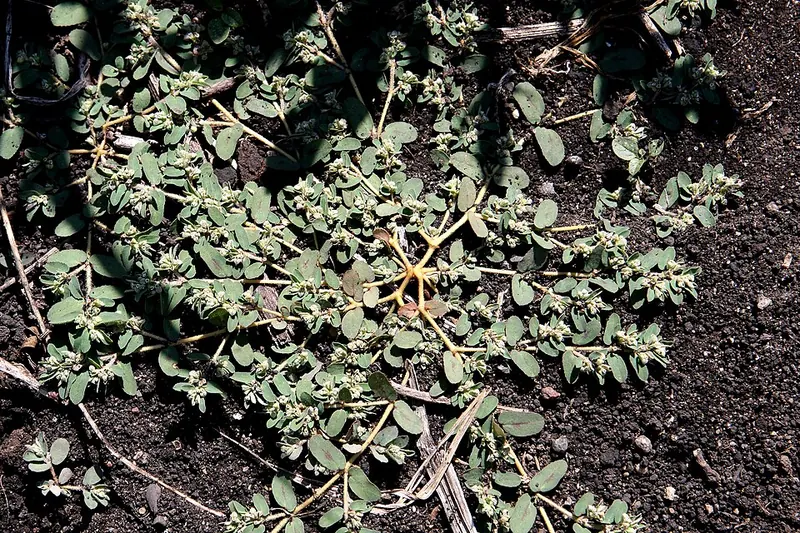 Spotted Spurge (Euphorbia maculata): prostrate mat