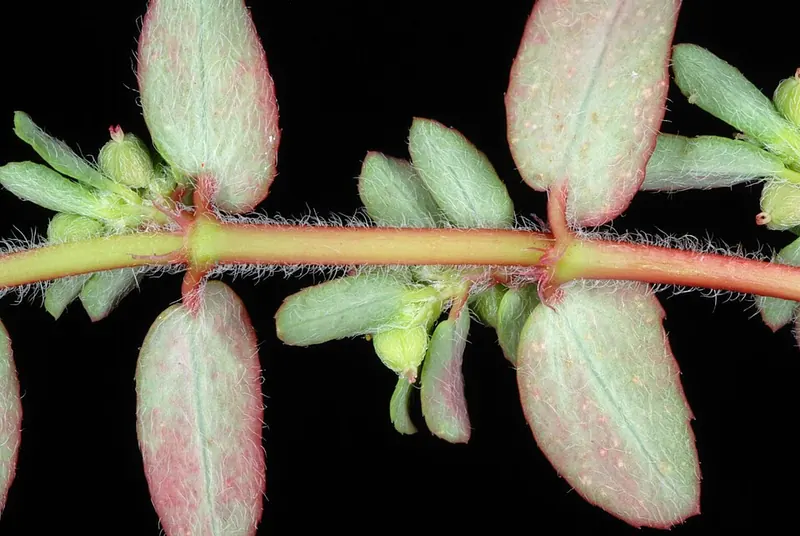 Spotted Spurge (Euphorbia maculata): stem with spotted leaves and hairs