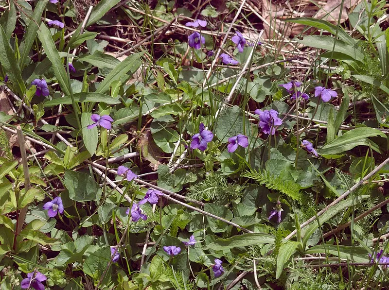 Wild Violet (Viola sororia): patch in a lawn