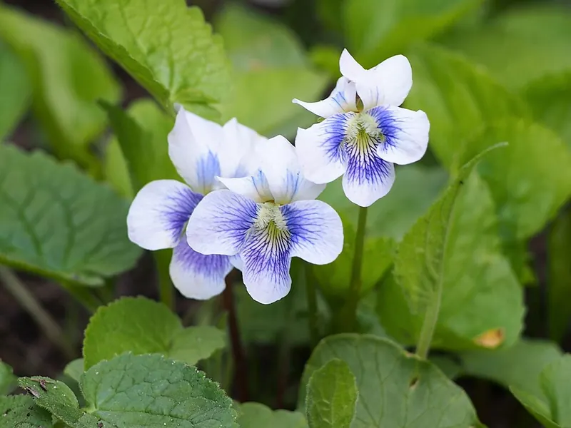 Wild Violet (Viola sororia): flowers close-up