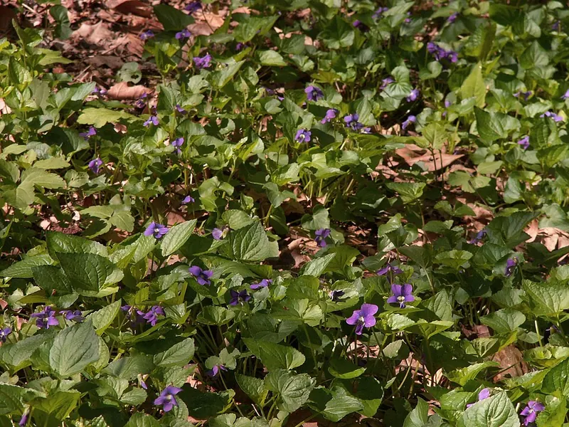 Wild Violet (Viola sororia): heart-shaped leaves